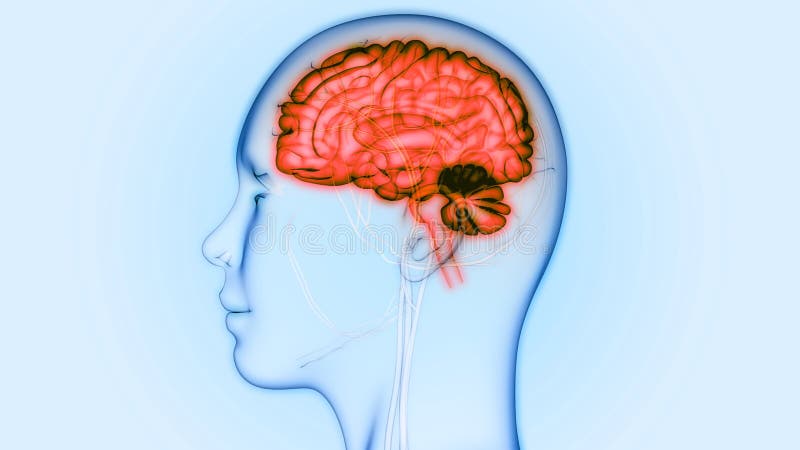 Centralt organ av den mänskliga nervsystemet Brain Anatomy royaltyfri illustrationer Centralt organ av den mänskliga nervsystemet Brain Anatomy royaltyfri illustrationer