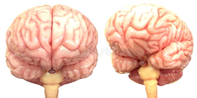 Centralt organ av den mänskliga nervsystemet Brain Anatomy royaltyfri illustrationer Centralt organ av den mänskliga nervsystemet Brain Anatomy royaltyfri illustrationer