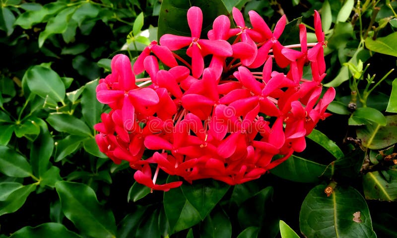 Centranthus ruber Roter Baldrian sorte Es gibt rote, weiße und rosa Vielzahl des roten Baldrians lizenzfreies stockbild Centranthus ruber Roter Baldrian sorte Es gibt rote, weiße und rosa Vielzahl des roten Baldrians lizenzfreies stockbild