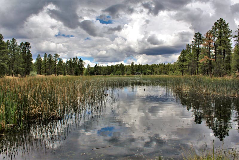 Scenic landscape, wetlands and ducks at the White Mountain Nature Center, located in Pinetop Lakeside, Arizona, United States. Scenic landscape, wetlands and ducks at the White Mountain Nature Center, located in Pinetop Lakeside, Arizona, United States.