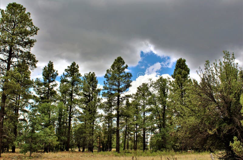 Scenic landscape view at the White Mountain Nature Center, located in Pinetop Lakeside, Arizona, United States. Scenic landscape view at the White Mountain Nature Center, located in Pinetop Lakeside, Arizona, United States.