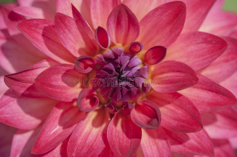Centro do macro vermelho da flor da dália foto de stock Centro do macro vermelho da flor da dália foto de stock