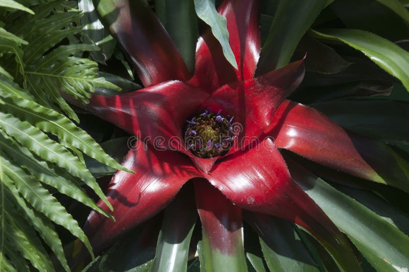 Bromelias Carnívoras Rodeadas De Trompetas Foto de archivo - Imagen de  cubo, norte: 161033272