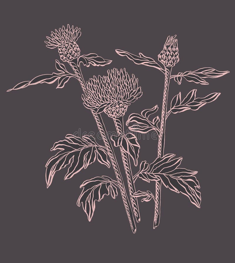 Centáurea do rosa selvagem de tinta de desenho no fundo preto ilustração do vetor Centáurea do rosa selvagem de tinta de desenho no fundo preto ilustração do vetor