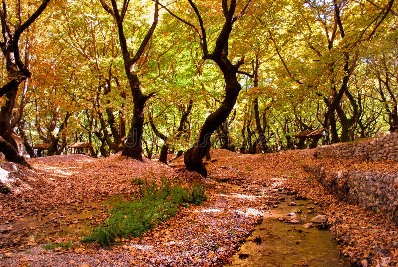 Cenário do outono na floresta foto de stock
