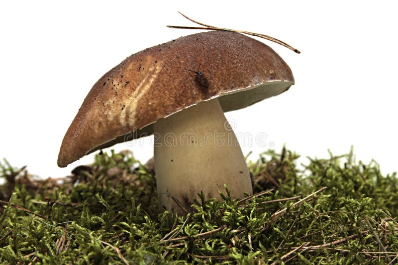 Cep. Boletus mushroom and green moss.