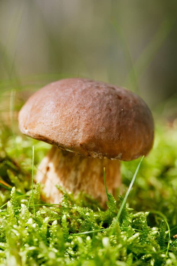 Cep mushroom in a forest scene