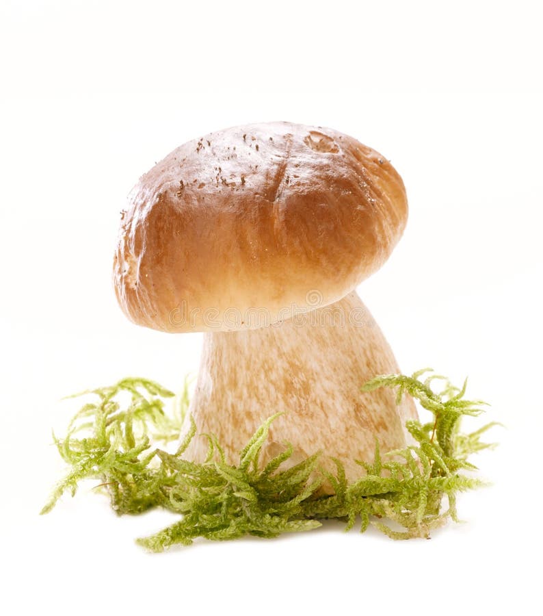 Cep mushroom in a forest scene and white backdrop