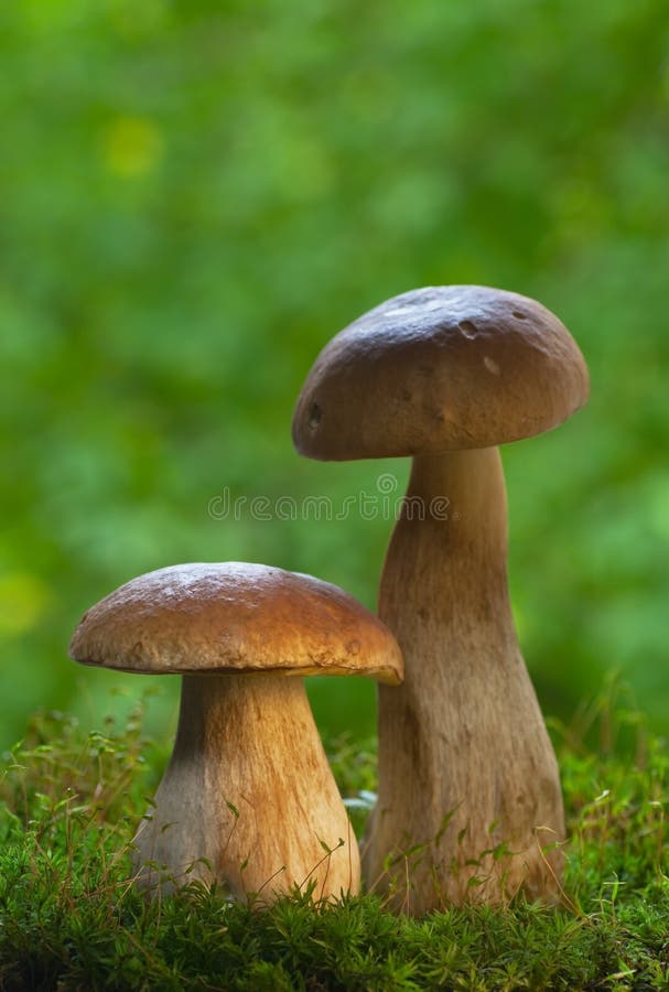 Cep mushrooms, boletus edulis royalty free stock images Cep mushrooms, boletus edulis royalty free stock images