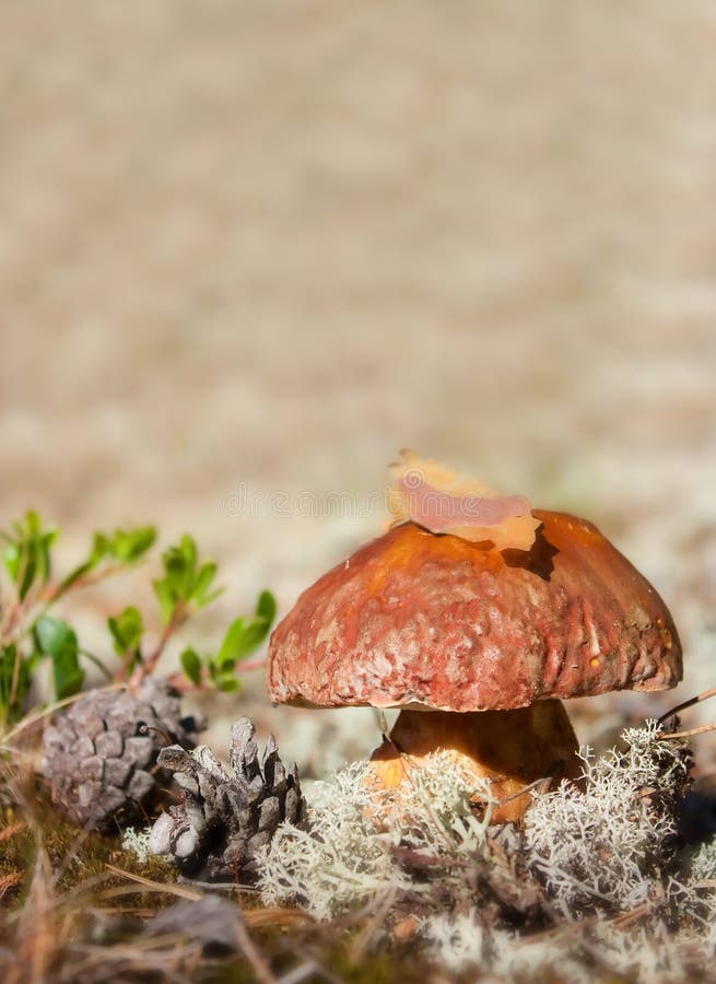 Cep in nature
