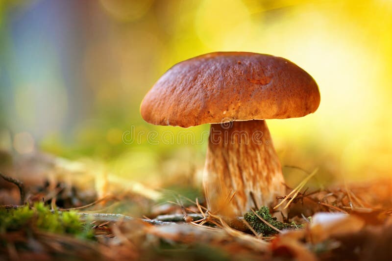Cep pieczarkowy dorośnięcie w jesień lesie obrazy stock