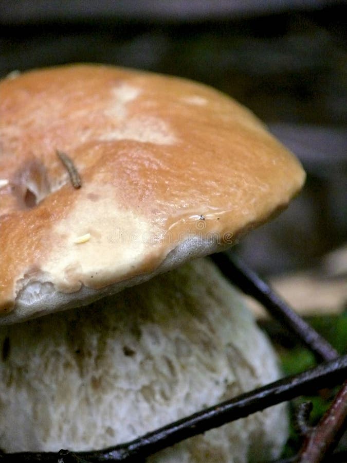 Cep. A wood mushroom. Summer.