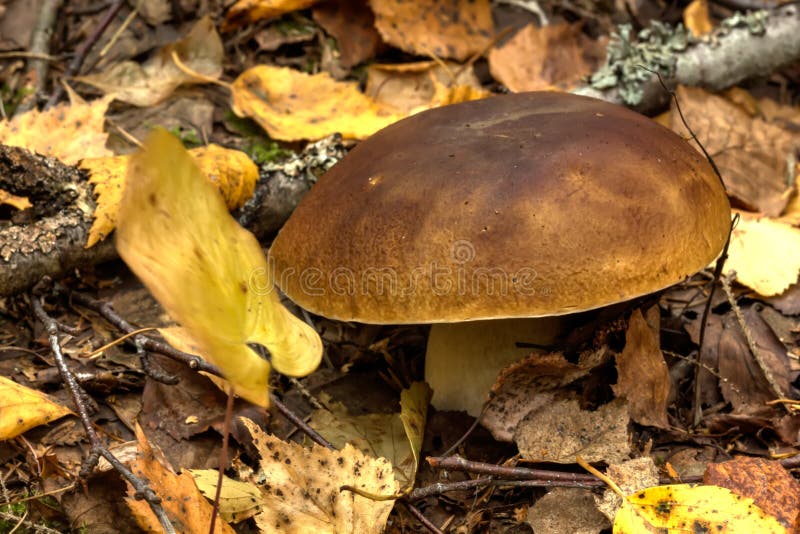 Cepe. Forest mushroom.