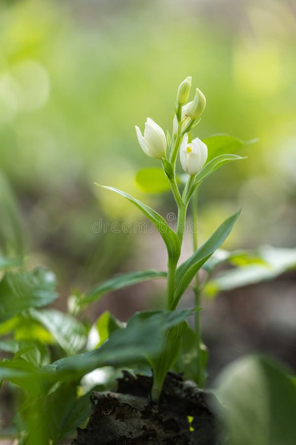 Small White Flowers Growing In Forest. Wildflowers In Summer. Stock Photo,  Picture and Royalty Free Image. Image 60230537.