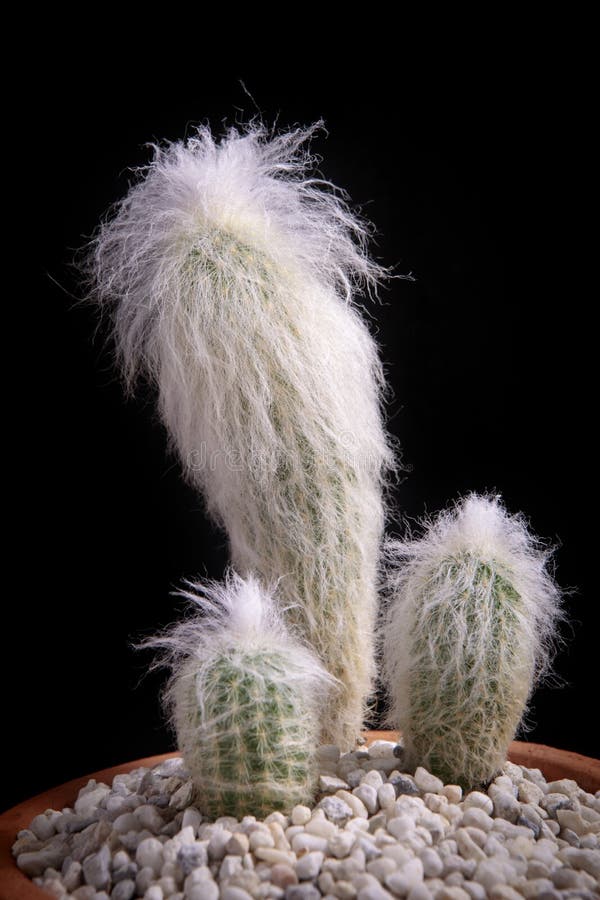 Cephalocereus senilis or old man cactus in planting pot