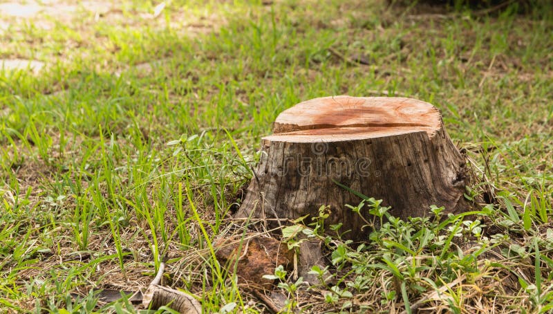 Ceppo su erba verde nel giardino Vecchio ceppo di albero fotografia stock Ceppo su erba verde nel giardino Vecchio ceppo di albero fotografia stock