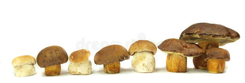 Ceps