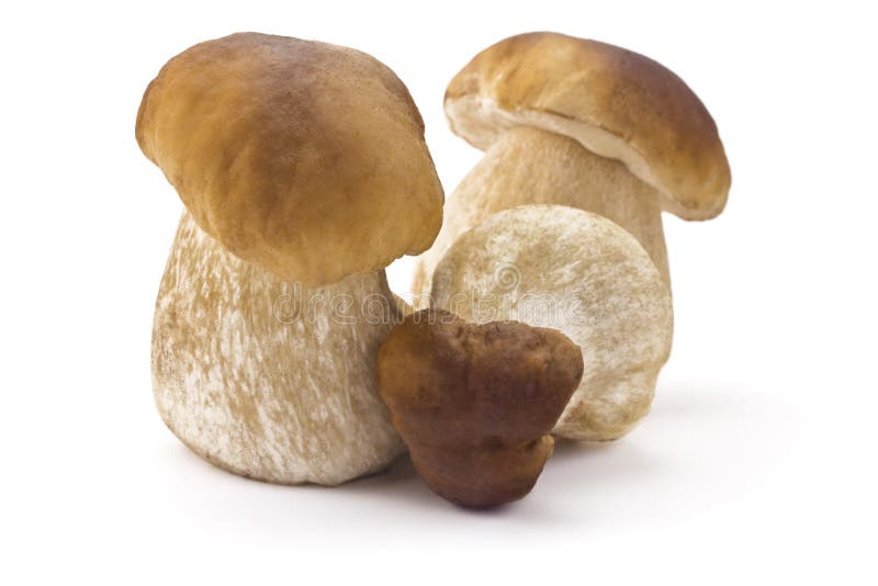 Ceps fotografía de archivo libre de regalías Ceps fotografía de archivo libre de regalías