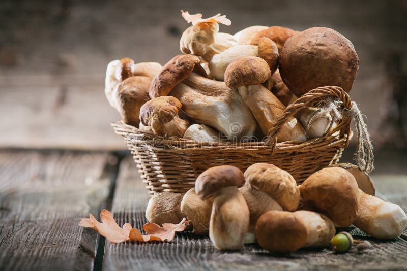 Ceps mushroom. Boletus closeup on wooden table royalty free stock photography Ceps mushroom. Boletus closeup on wooden table royalty free stock photography