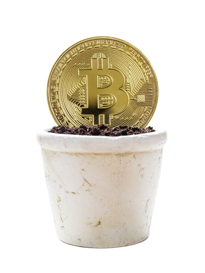 Ceramische bloempot met gouden bitcoin op wit stock fotografie Ceramische bloempot met gouden bitcoin op wit stock fotografie