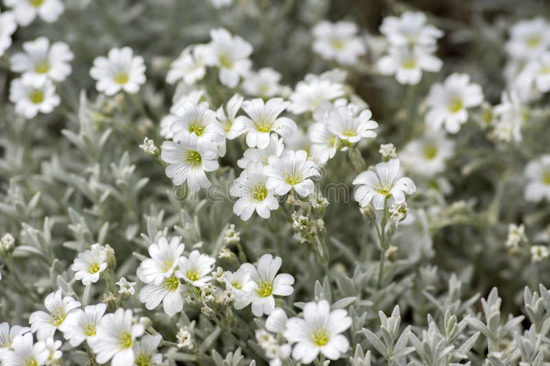 Cerastium tomentosum, Snow-in-Summer perennial flowers in bloom, group of white flowering plants on green background