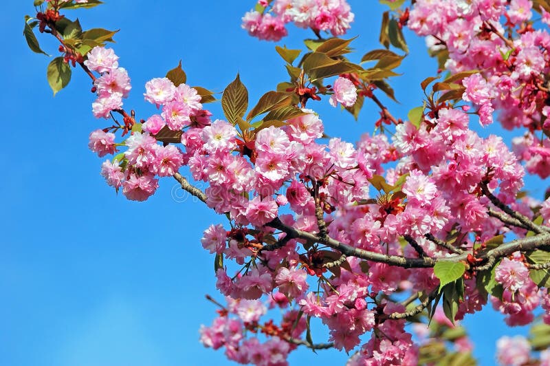 Cerasus Serrulata (Japanese Flowering Cherry) Stock Photo - Image of ...