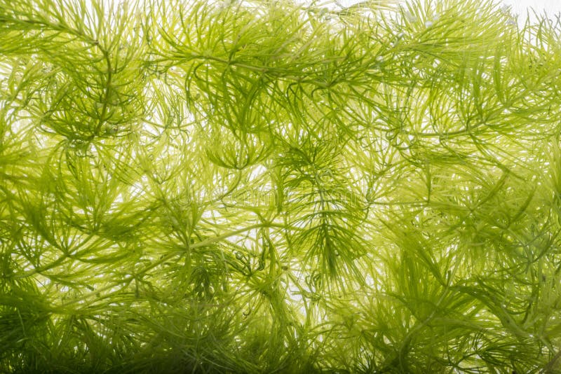 Ceratophyllum demersum fotografia stock Ceratophyllum demersum fotografia stock