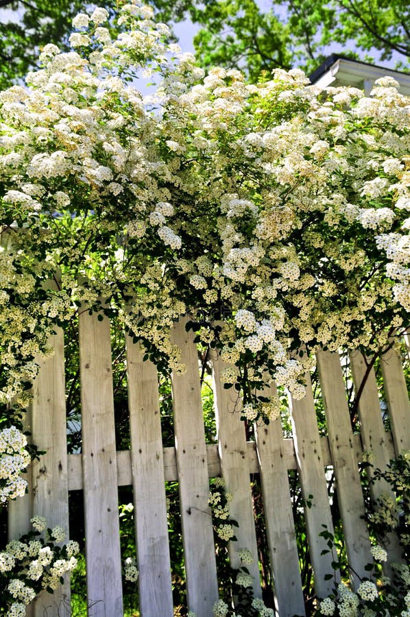 Cerca blanca con los arbustos florecientes