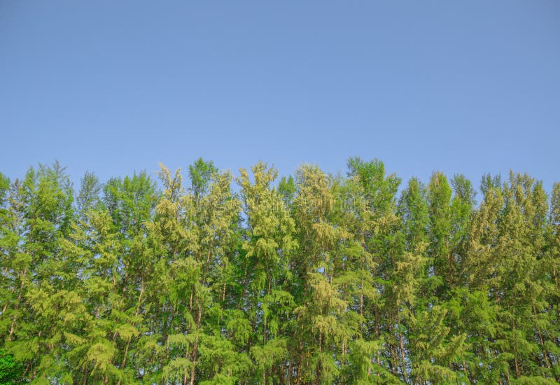 Cerca da parede da árvore de floresta com céu azul foto de stock royalty free