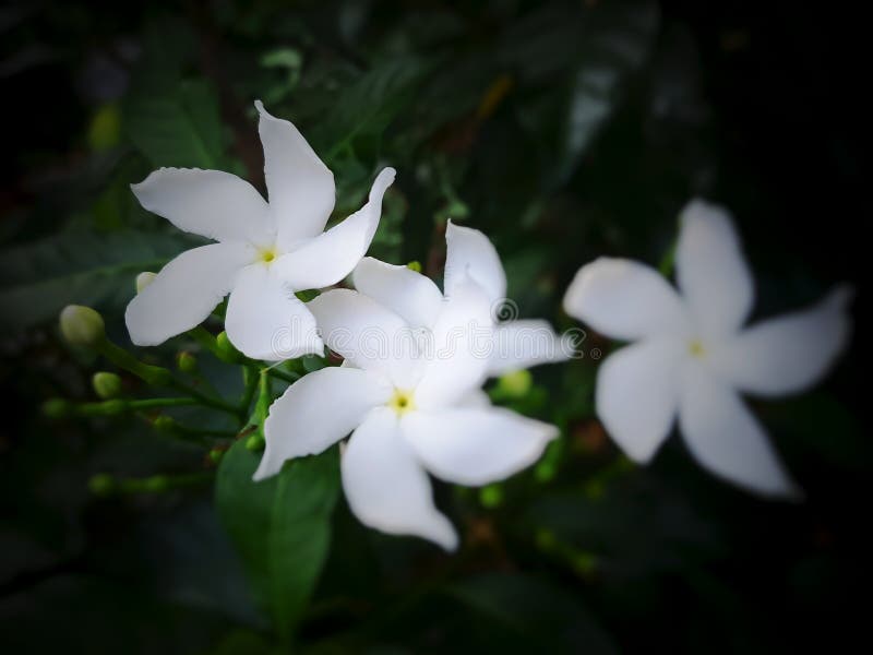 Cerca De Flores De Color Blanco Jazmín Con Hojas Verdes Densas Imagen de  archivo - Imagen de tenga, crecimiento: 165344095