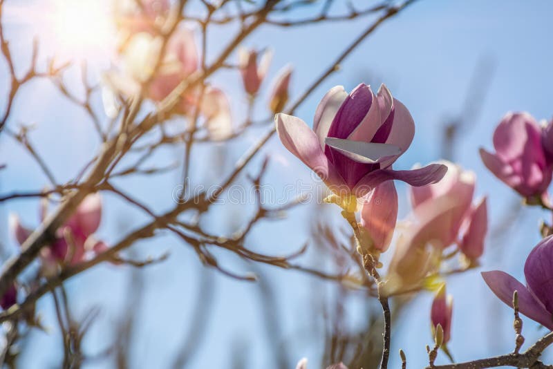 Cerca De La Flor De Magnolia Con Abocinado Naranja En Fondo Borroso Foto de  archivo - Imagen de floral, fresco: 173931454