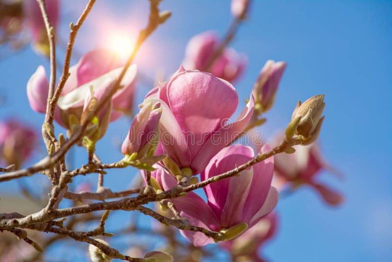 Cerca De La Flor De Magnolia Con Abocinado Naranja En Fondo Borroso Imagen  de archivo - Imagen de magnolia, delicado: 173931467