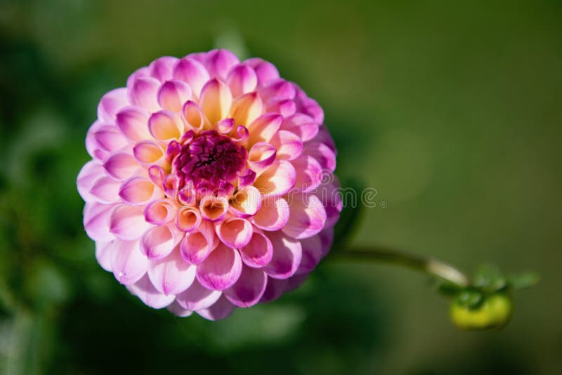 Cerca De La Flor De Rosa Dalia En Jardín Imagen de archivo - Imagen de  prado, macro: 201431605