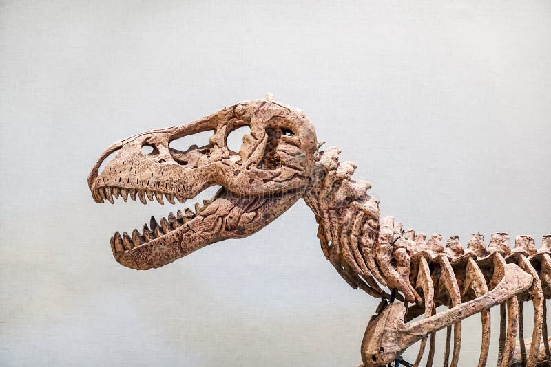 Cerca De Los Dinosaurios Gigantes O Del Esqueleto T-rex Y Espacio De Copias,  Los Dinosaurios Son Un Grupo Diverso De Reptiles De L Imagen de archivo  editorial - Imagen de criatura, museo: