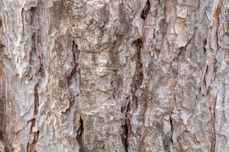 Close Up Pinus Nigra Bark At Amsterdam The Netherlands 19-3-2024. Close Up Pinus Nigra Bark At Amsterdam The Netherlands 19-3-2024.