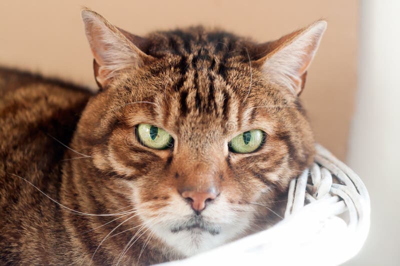 Cerca de un hermoso gato adulto a rayas, sobre una cesta blanca imagen de archivo libre de regalías Cerca de un hermoso gato adulto a rayas, sobre una cesta blanca imagen de archivo libre de regalías