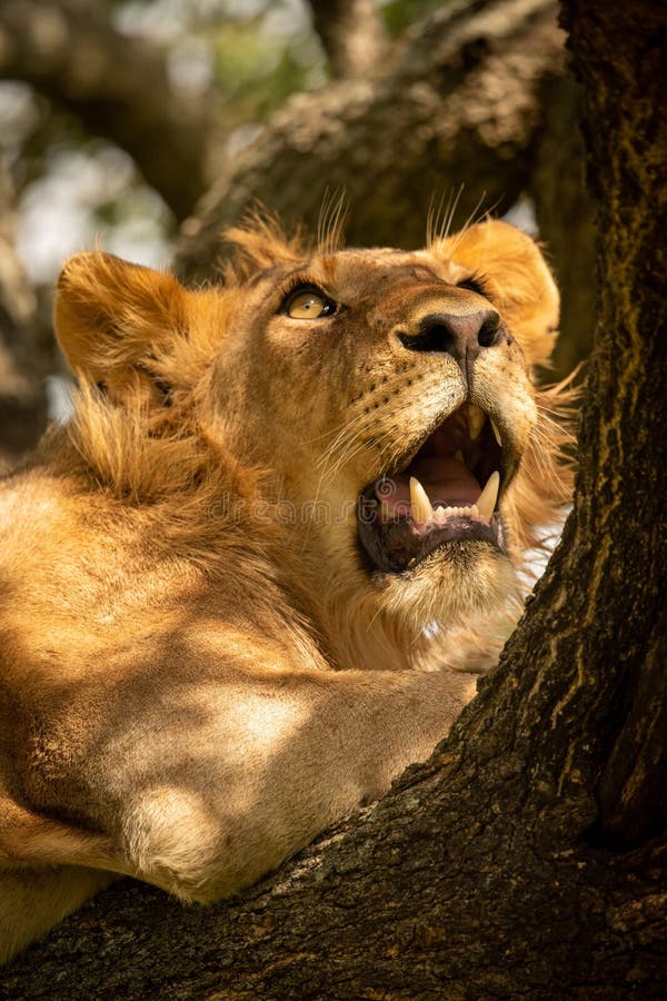 Cerca de un león macho mirando hacia arriba