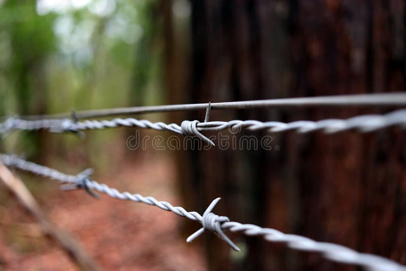 Cerca del alambre de púas que guarda un la más forrest aislado imagenes de archivo Cerca del alambre de púas que guarda un la más forrest aislado imagenes de archivo