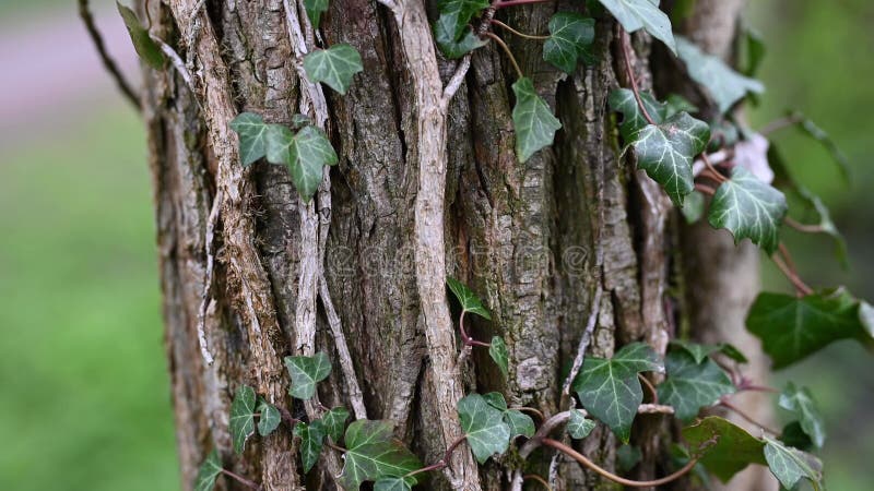 Cerca imágenes del tronco del árbol cubierto por hiedra.