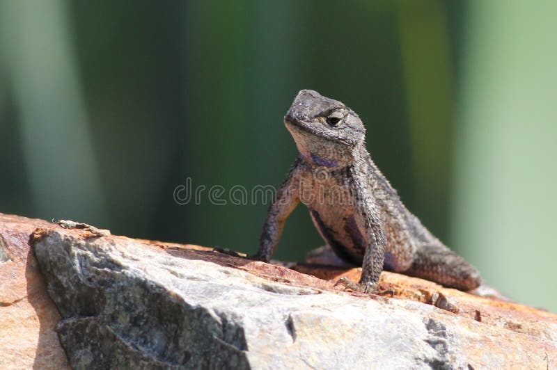 Cerca occidental Lizard en una roca imágenes de archivo libres de regalías Cerca occidental Lizard en una roca imágenes de archivo libres de regalías