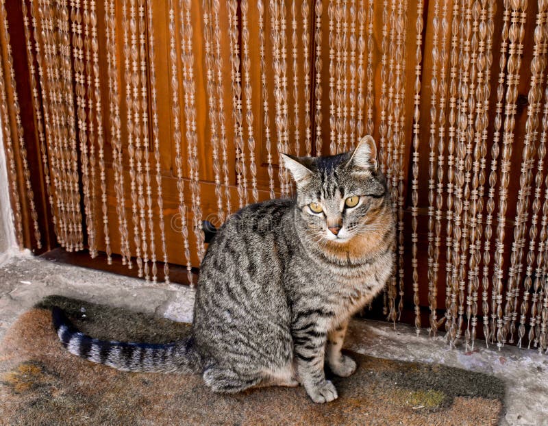 cerca para arriba del retrato de un gato nacional curioso que se sienta en una manta cerca de la puerta de su casa El gato está m fotografía de archivo cerca para arriba del retrato de un gato nacional curioso que se sienta en una manta cerca de la puerta de su casa El gato está m fotografía de archivo