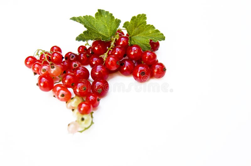 Cerca para arriba, tiro superior del redcurrant cosechado fresco en el fondo blanco, foco selectivo, espacio para el texto, aisla fotos de archivo Cerca para arriba, tiro superior del redcurrant cosechado fresco en el fondo blanco, foco selectivo, espacio para el texto, aisla fotos de archivo