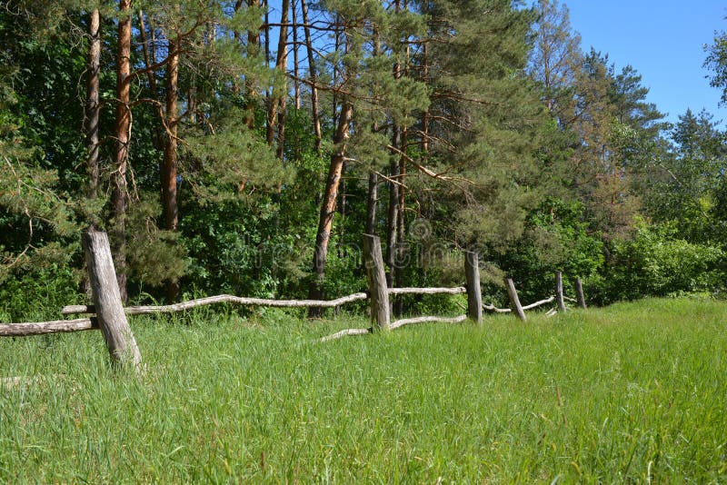 Cerca rural de madera vieja cerca del bosque de los árboles de pino imagen de archivo Cerca rural de madera vieja cerca del bosque de los árboles de pino imagen de archivo