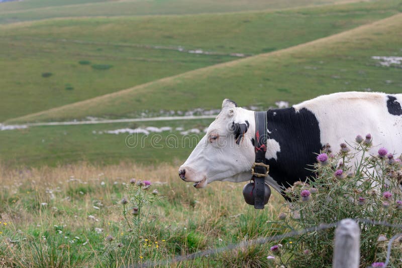 Cerca seguinte de descanso da vaca sarapintado preto e branco imagem de stock Cerca seguinte de descanso da vaca sarapintado preto e branco imagem de stock