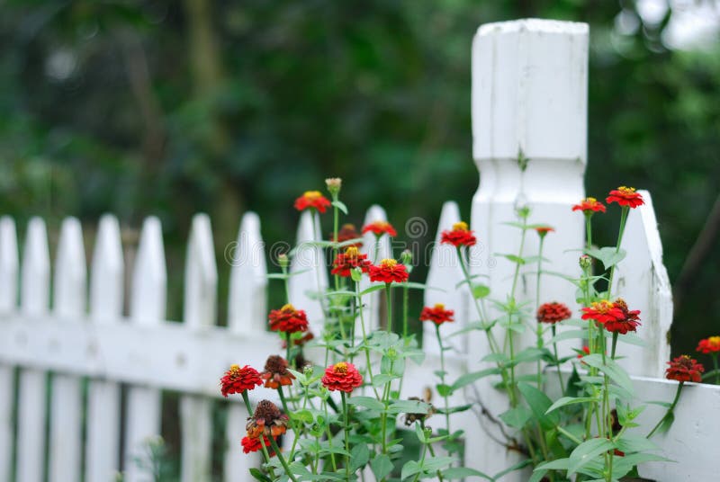 Cerca y Zinnias blancos del jardín imagenes de archivo Cerca y Zinnias blancos del jardín imagenes de archivo