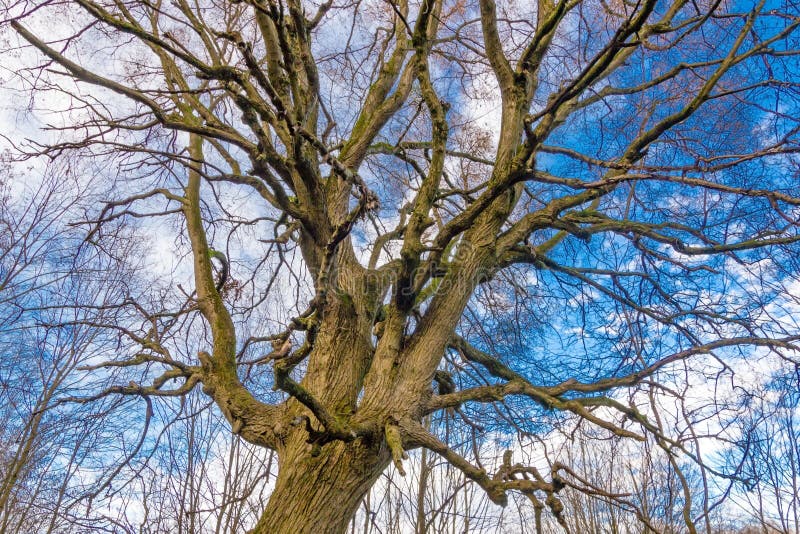 Cercando con le siluette sfrondate degli alberi sopra il cielo di inverno con le nuvole, sfondo naturale immagini stock Cercando con le siluette sfrondate degli alberi sopra il cielo di inverno con le nuvole, sfondo naturale immagini stock