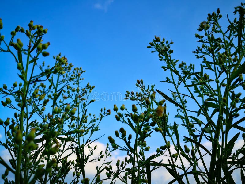 Cercando il cielo blu con il fondo della nuvola con naturale immagine stock Cercando il cielo blu con il fondo della nuvola con naturale immagine stock