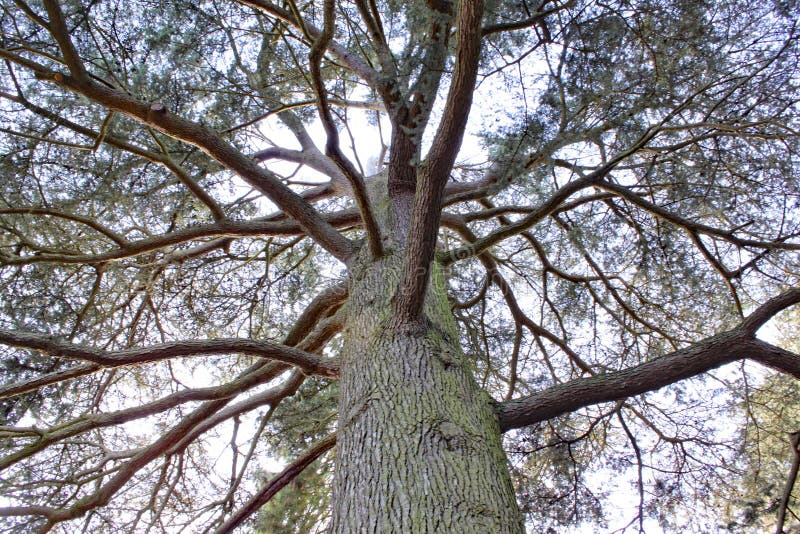 Cercando in un albero all'arboreto di Arley nelle parti centrali in Inghilterra fotografia stock Cercando in un albero all'arboreto di Arley nelle parti centrali in Inghilterra fotografia stock