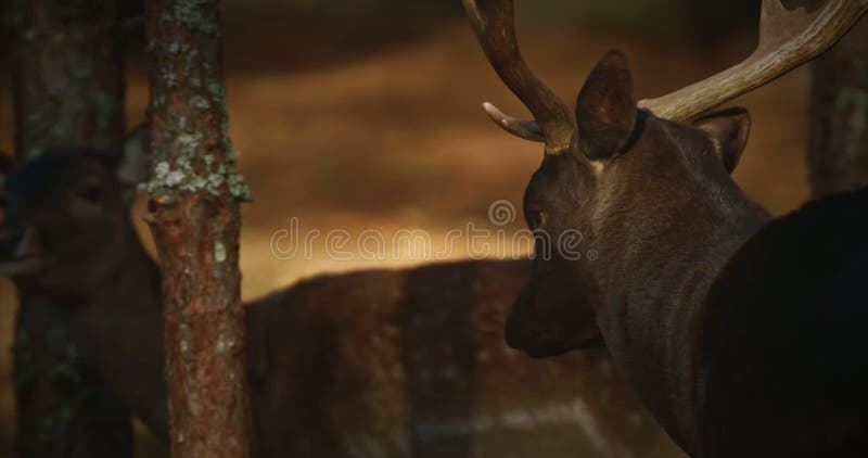 Cercanía De Antlers De Cervus Elaphus O Cervus En El Bosque De Otoño. almacen de video