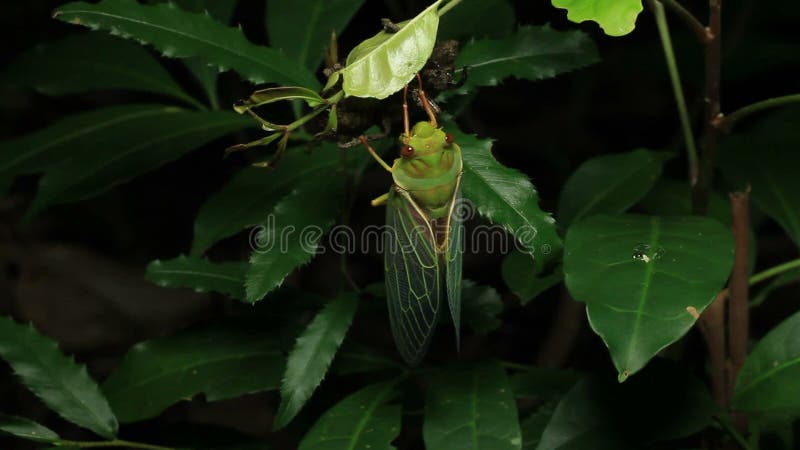 Cerco de la cigarra - australasiae 13 de Cicadinae